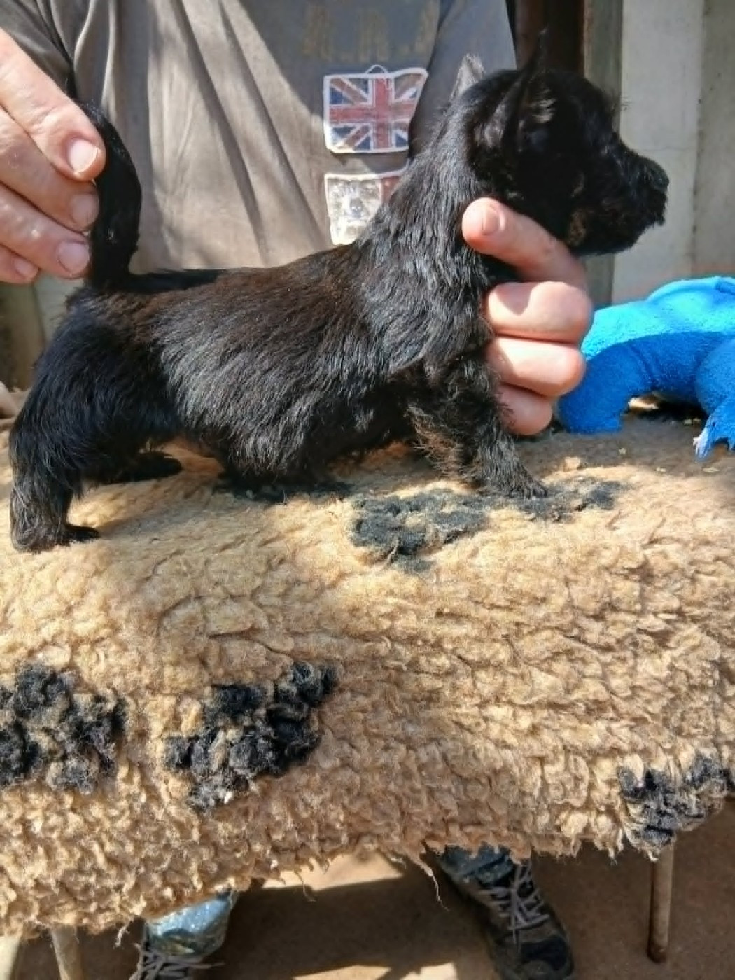 Gaterin - Chiots disponibles - Scottish Terrier