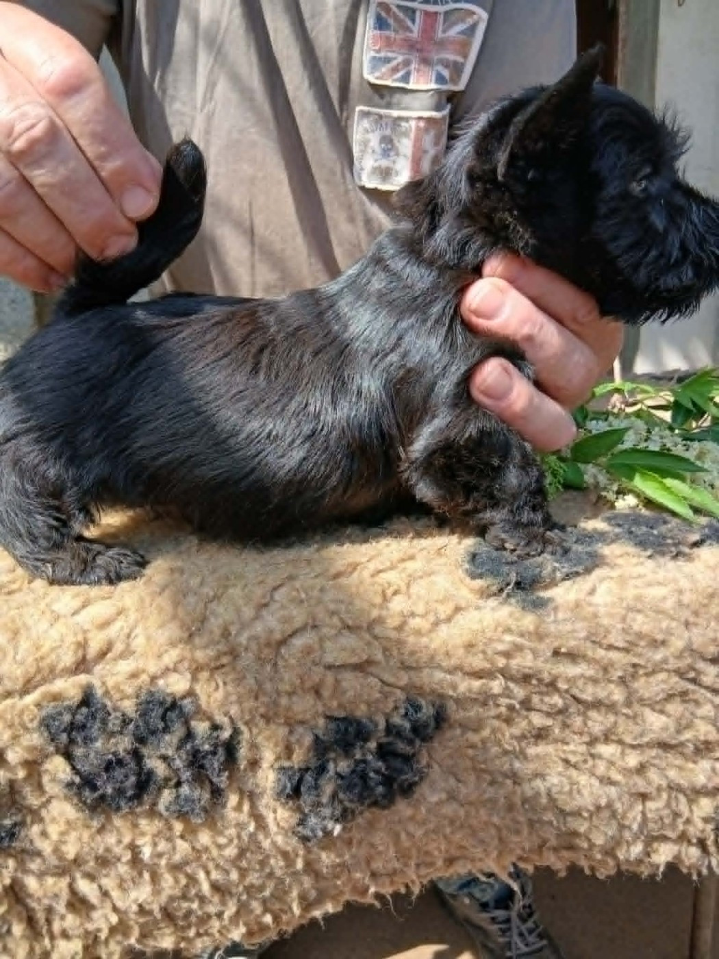 Gaterin - Chiots disponibles - Scottish Terrier