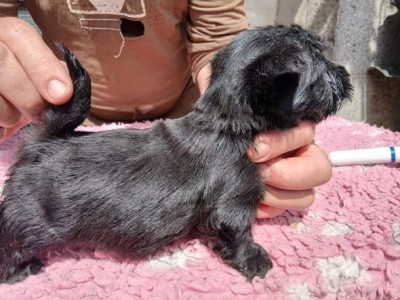 Chiot N°2